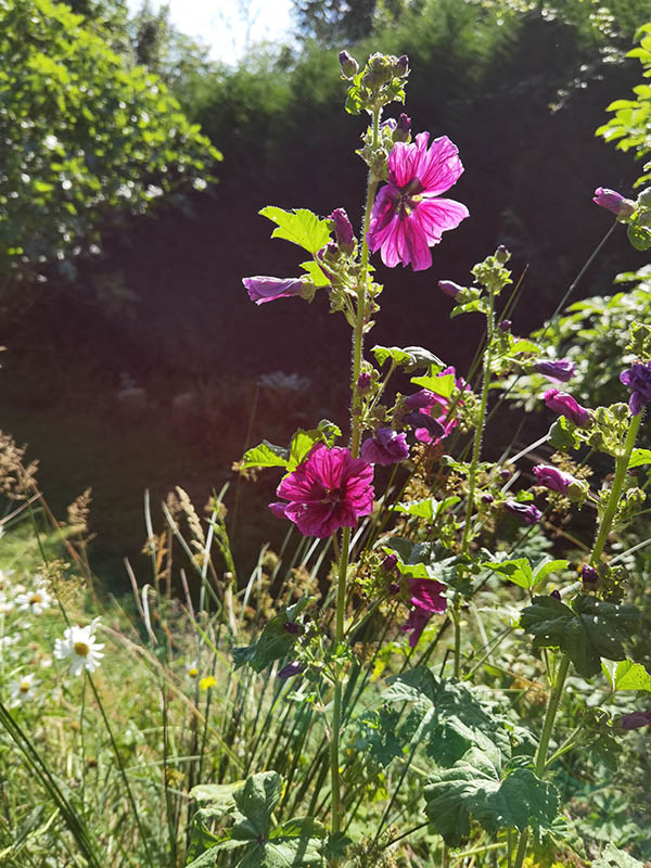 Malva sylvestris ssp mauritiana